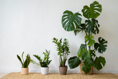 Rumah Makin Estetik, Rezeki Lancar! Ini 6 Tanaman Hias Pembawa Keberuntungan 2026 yang Wajib Punya