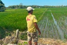 Kekeringan dan Wereng Serang Sawah Desa Wanakaya Cirebon, Petani Minta Irigasi Segera Dinormalisasi