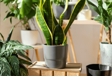 Ingin Rumah Positif Vibes? Ini 5 Tanaman Hias Outdoor yang Dipercaya Bawa Energi Baik Menurut Feng Shui