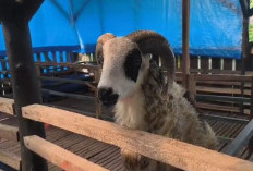 Cegah Kematian Ternak, Bumdes Munjul Berkah Perketat Perawatan Kambing