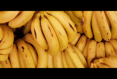Sebelum Cavendish, Pisang Ini Sudah jadi Primadona  Dunia, Tumbang karena Jamur