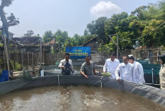 Delapan Desa Siaga di Cirebon Bertransformasi, Bioflok Lele Jadi Senjata Baru Cegah Radikalisme