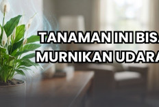 5 Tanaman Hias Pembawa Rezeki Ini Punya Banyak Manfaat Untuk Penghuni Rumah, Nomor 1 Pembersih Polusi!