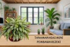 Ukurannya Mini! 5 Tanaman Hias Kecil Ini Dipercaya Pembawa Rezeki dan Cocok Ditaruh di Dalam Rumah