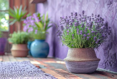 5 Tanaman Hias Indoor Ini Bisa Bikin Pikiran Tenang, Nomor 3 Favorit Banyak Orang