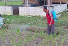 Curah Hujan Tinggi Ganggu Musim Tanam Petani di Kabupaten Cirebon
