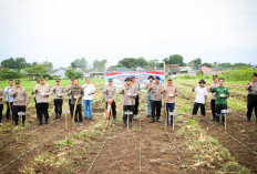 Dukung Swasembada Pangan, Polresta Cirebon Tanam Jagung Serentak di Lahan 2 Hektare