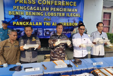 Lanal Cirebon Gagalkan Penyelundupan 75.435 Benih Lobster di Tol Cipali, Nilainya Ditaksir Miliaran Rupiah