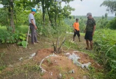 Kebun Sawit Tak Berizin Diduga Masuk Kawasan Hutan Cigobang Cirebon, Ancaman Lingkungan Mengintai