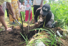 Tak Tahan Lagi, Warga Cigobang Akhirnya Cabut Ratusan Sawit Secara Mandiri