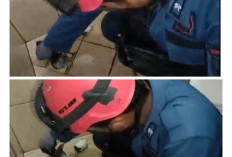 Damkar Cirebon Evakuasi Anak Kucing Terjepit di Saluran Air Kamar Mandi