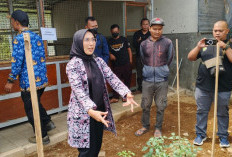Arunika Kuningan Olah Sampah Organik Jadi Maggot, Dukung Pertanian Berkelanjutan