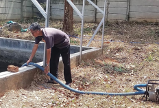 Nasib Eks Karyawan Bank Cirebon setelah PHK, Ada yang Pilih Berkebun dan Beternak