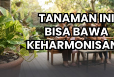 Tiga Tanaman Hias Ini Dipercaya Bawa Keharmonisan di Rumah, Nomor 1 Tahan Banting di Segala Kondisi Cuaca!
