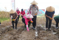 Polres Cirebon Kota Siapkan 11 Hektare Lahan Jagung Dukung Ketahanan Pangan Nasional