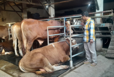 Hewan Kurban Terlaris di Cirebon 2026, Domba Garut dan Sapi Simental Dominan