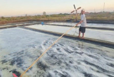 Ironi Musim Panen Garam Cirebon: Produksi Melimpah, Penjualan Seret