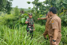 Danrem 063 SGJ Tinjau Sawit di Pasaleman, TNI Siap Bantu Pencabutan dan Tanam Ulang