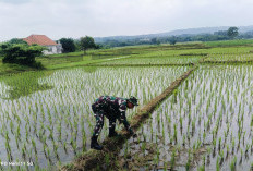 Sukseskan Ketahanan Pangan Nasional, Babinsa Kalijaga Dampingi Poktan Sidemung