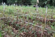 UIN Siber Syekh Nurjati dan Al-Bahjah Kembangkan Pertanian Purba, Hasilnya Bikin Takjub
