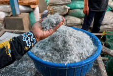 Mesin Cacah Menderu di Blok Barat, Babakan Pasok 2 Ton Biji Plastik Saban Hari