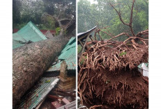 Pohon Randu Ratusan Tahun Tumbang di Wisata Religi Gunung Jati, Sejumlah Makam Rusak