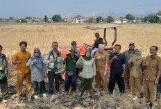 Petani Palimanan Mulai Terapkan PMAAS, Produktivitas Padi Ditarget Naik hingga 13 Ton per Hektare