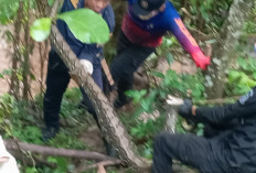 Nyaris Ancam Ternak, Ular Sanca Besar Diamankan Damkar Kuningan