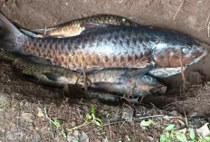 Ikan Dewa Kuningan Mati Massal, Pengelola: Baru Terjadi Dalam 15 Tahun Terakhir