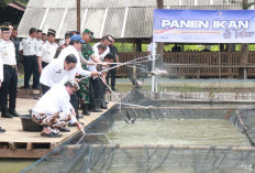 Lapas Bukan Sekadar Penjara! Menteri Imipas Panen Raya Padi dan Ikan di Cirebon