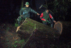 Drama Tengah Malam di Hutan Gunung Ciremai: Kayu Sono Keling Ilegal Berhasil Diamankan Petugas