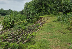 Hujan Deras, Tanggul Sungai Cimanuk di Indramayu Kembali Amblas, Warga Waswas