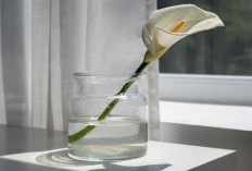 Awal 2026 Langsung Hoki! 5 Tanaman Hias Ini Dipercaya Bawa Rezeki ke Dalam Rumah