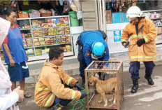 Anjing Liar Hebohkan SD Negeri Pahlawan Cirebon, Petugas Damkar Sigap Evakuasi
