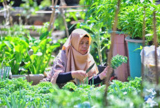 KWT Mandiri Cimahi Sulap Hasil Kebun Jadi 14 Produk Olahan, Dukung Ketahanan Pangan Keluarga