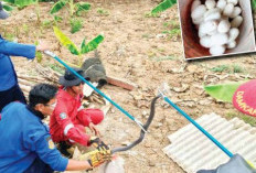 Geger! Damkar Indramayu Evakuasi Kobra di Permukiman, Puluhan Telur Ditemukan di Bawah Tumpukan Asbes