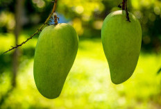 Inspiratif! Kelompok Tani Mangga Sari Belawa Berhasil Tembus Pasar Ritel Modern Nasional