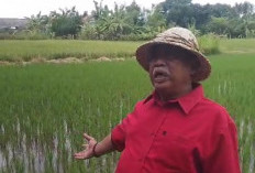Cari Bibit Padi Unggul, Dewan Pakar Pertanian Cirebon Lakukan Penelitian ke Gianyar Bali