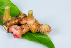 3 Manfaat Kencur untuk Kesehatan, Herbal Tradisional yang Bantu Turunkan Kolesterol hingga Atasi Diare