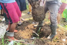 Warga Cigobang Cirebon Cabut Sawit, Aksi Terhenti Usai Tiga Pohon Dicabut
