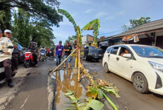 Jalan Kanci–Sindanglaut Rusak Parah dan Banjir, Warga Tanam Pisang di Tengah Jalan