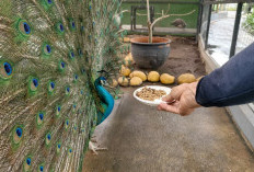 Kreatif, Begini Cara Aston Cirebon Hotel Daur Ulang Limbah dan Lestarikan Lingkungan