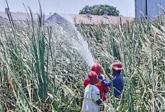 Hutan Kota Nyaris Tertelan Api Gara-gara Puntung Rokok Sembarangan, Warga Diminta Lebih Peduli Lingkungan     