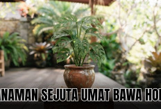 Mau Rumah Penuh Keberuntungan? Rawat 5 Tanamana Hias Pembawa Hoki Menurut Feng Shui Ini Sekarang Juga!