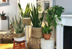 Bikin Rumah Lebih Fresh, Ini 6 Tanaman Indoor Gantung Minimalis yang Mudah Dirawat
