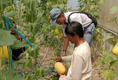 Wisata Petik Melon di Indramayu Jadi Daya Tarik Edukasi dan Agrowisata Keluarga