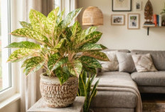 11 Tanaman Hias Indoor yang Punya Energi Chi Menurut Feng Shui, Bisa Jadi Jalan Masuknya Hoki ke Rumah