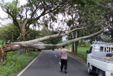 Angin Kencang Terjang Kuningan, 17 Titik Pohon Tumbang Ganggu Jalan dan Permukiman Warga
