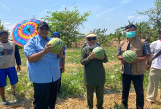 George Edwin Sugiharto Gelar Panen Raya Semangka di Desa Blender Kabupaten Cirebon