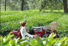 Kebun Sayur di Lereng Curam Milik PTPN Akan Dirubah Pemprov Jabar Jadi Kebun Teh 